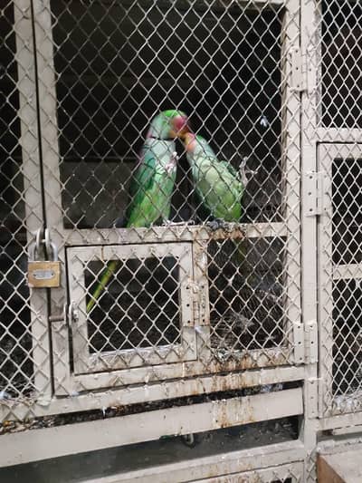 raw parrot pair