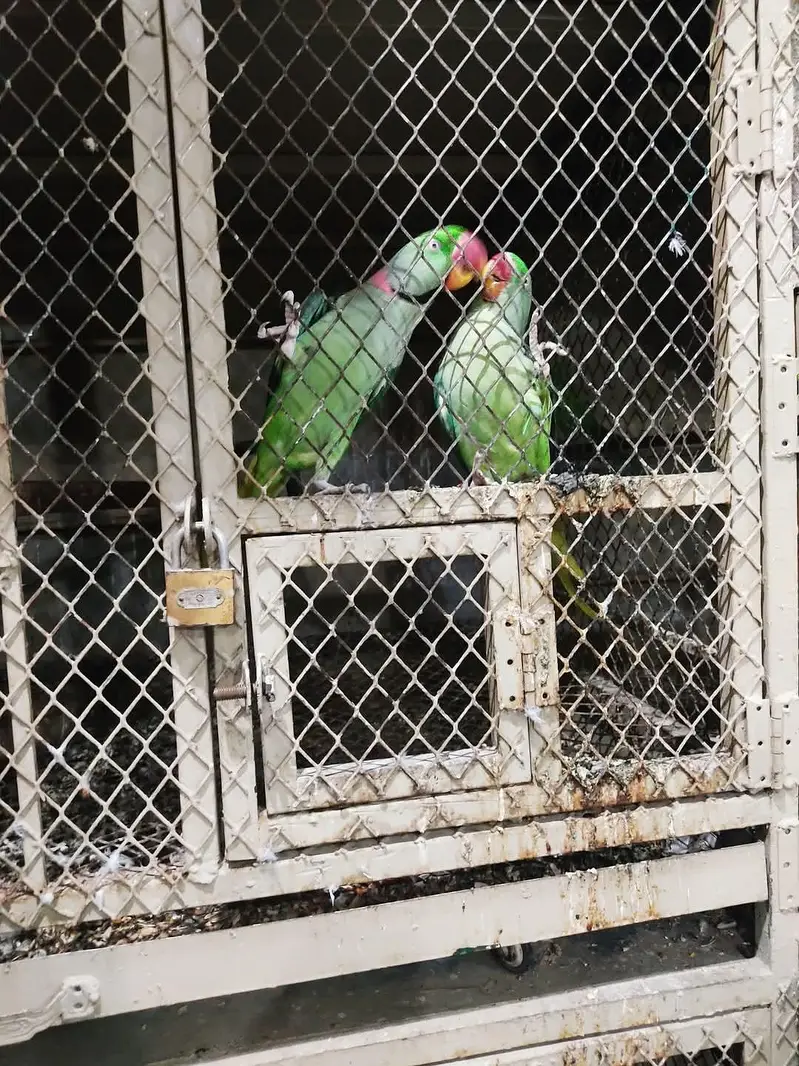 raw parrot pair — photo 2