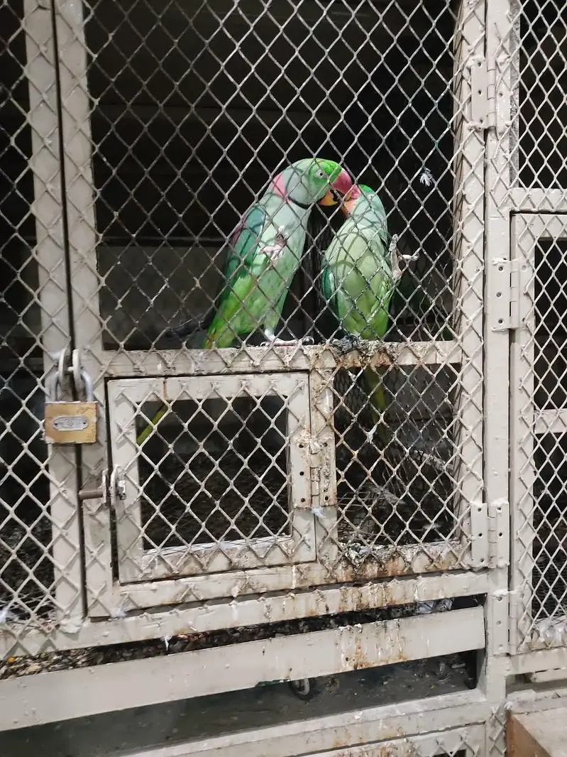raw parrot pair — photo 3
