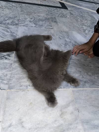I'm selling healthy Persian male