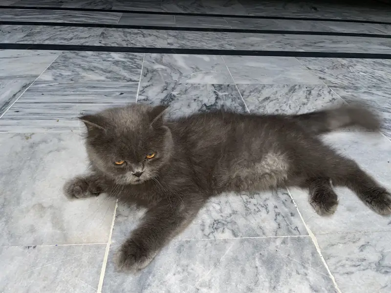 I'm selling healthy Persian male — photo 2