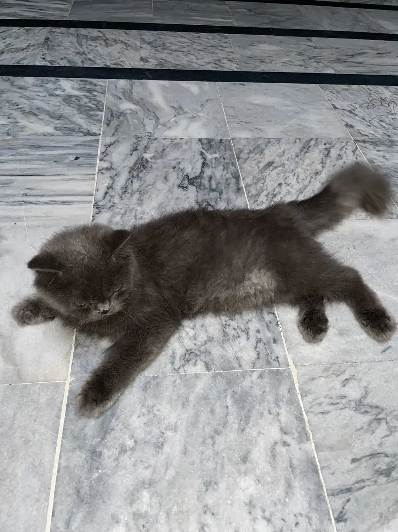 I'm selling healthy Persian male — photo 3