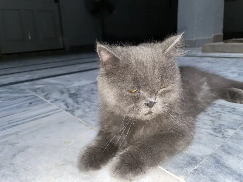 I'm selling healthy Persian male — photo 4