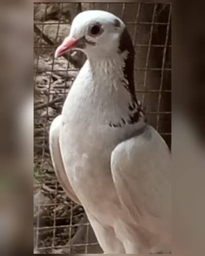 Pigeon for sale Contact number 03245974166