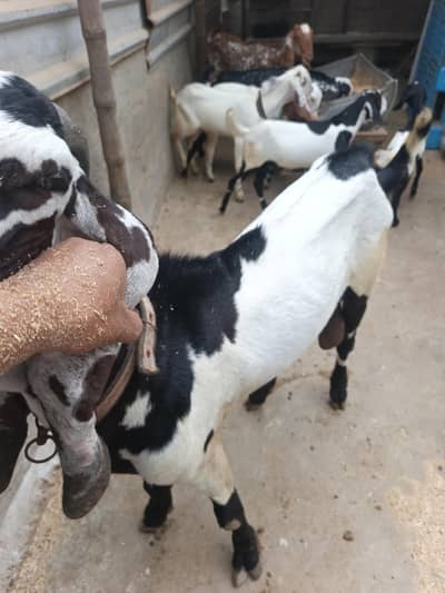 different ages goats beetal breeder  6 dant makha chane female 4 dant