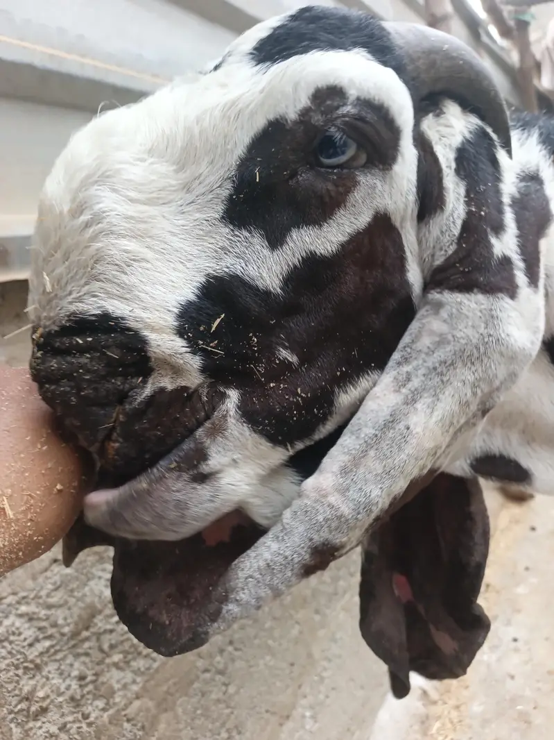 different ages goats beetal breeder  6 dant makha chane female 4 dant — photo 2