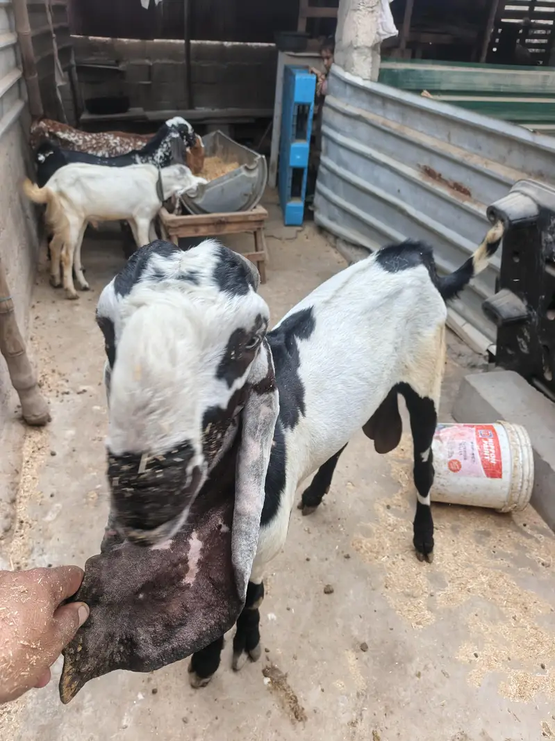 different ages goats beetal breeder  6 dant makha chane female 4 dant — photo 3