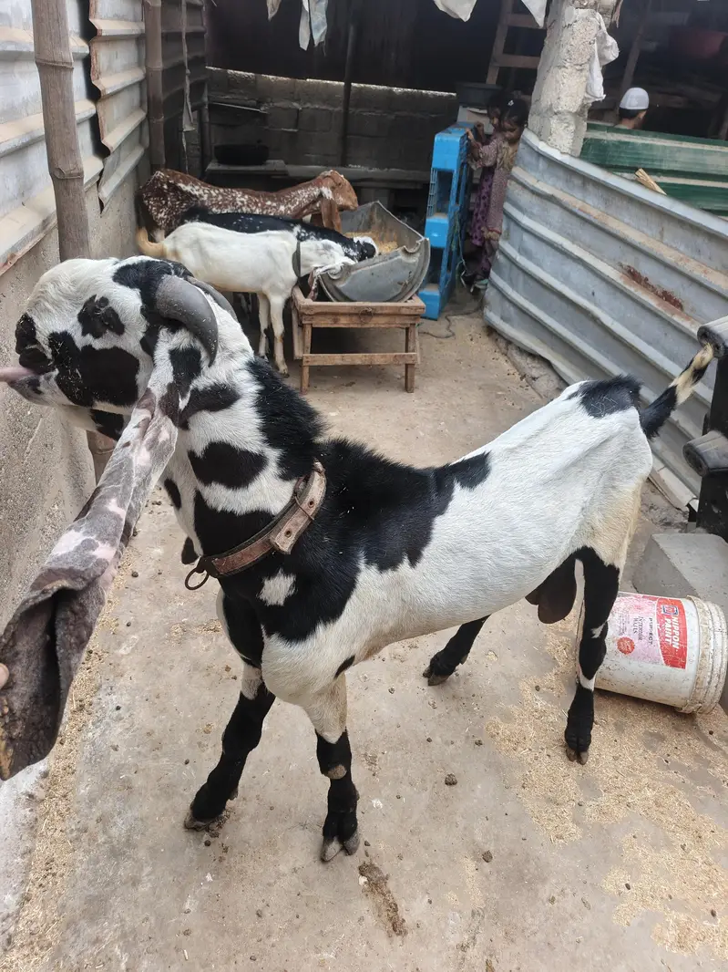 different ages goats beetal breeder  6 dant makha chane female 4 dant — photo 4