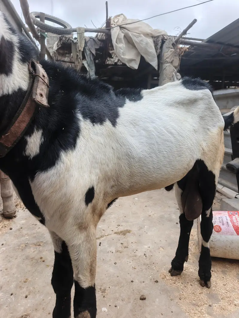 different ages goats beetal breeder  6 dant makha chane female 4 dant — photo 5