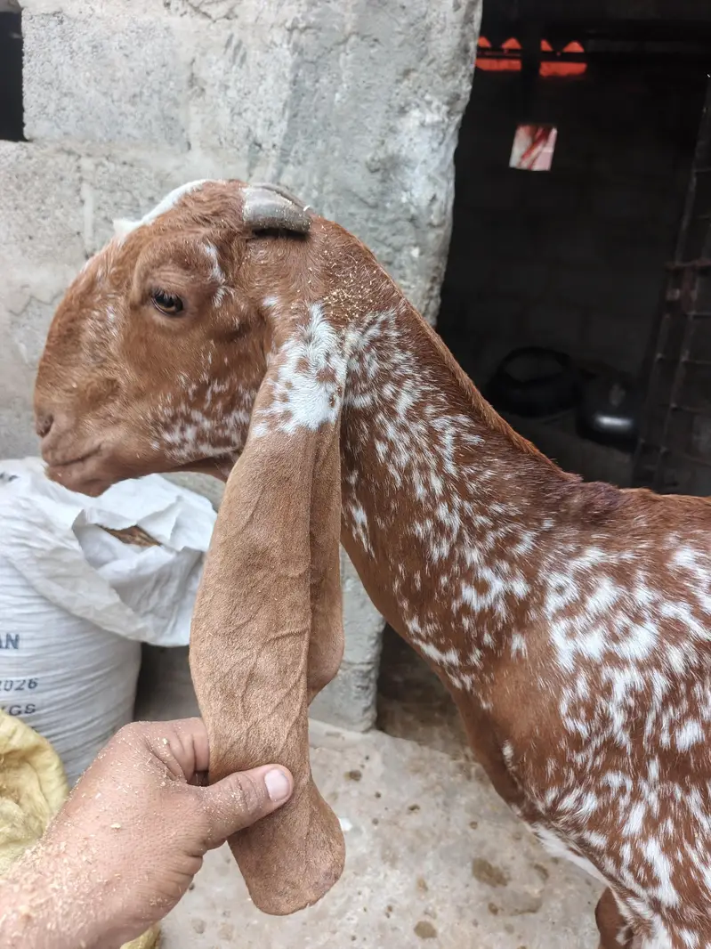 different ages goats beetal breeder  6 dant makha chane female 4 dant — photo 6