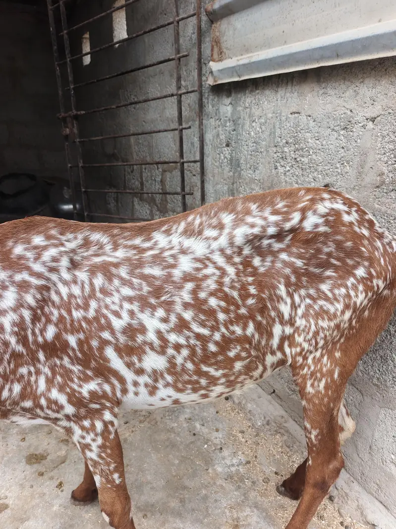 different ages goats beetal breeder  6 dant makha chane female 4 dant — photo 7