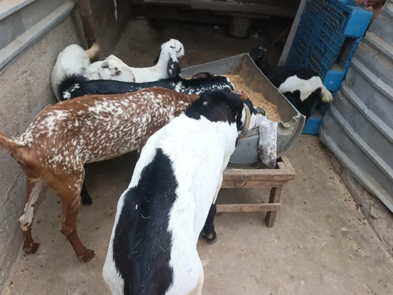 different ages goats beetal breeder  6 dant makha chane female 4 dant — photo 8