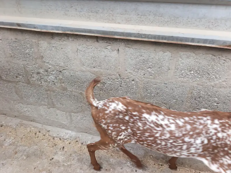 different ages goats beetal breeder  6 dant makha chane female 4 dant — photo 9