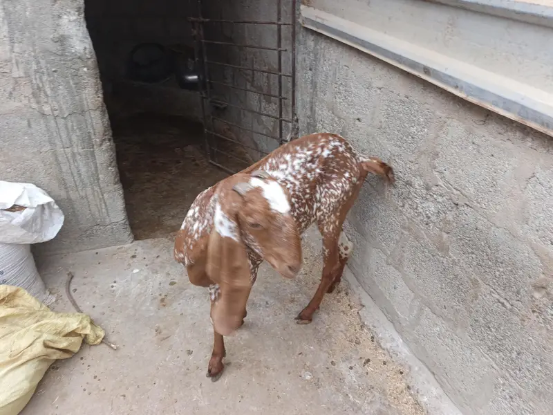 different ages goats beetal breeder  6 dant makha chane female 4 dant — photo 10