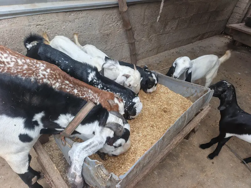 different ages goats beetal breeder  6 dant makha chane female 4 dant — photo 11