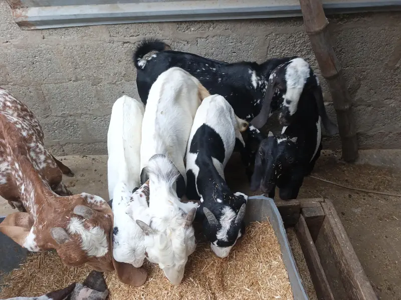 different ages goats beetal breeder  6 dant makha chane female 4 dant — photo 12