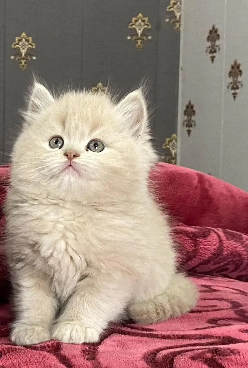 Persian kittens triple coat for sale contact whatsap 03716930454 — photo 2