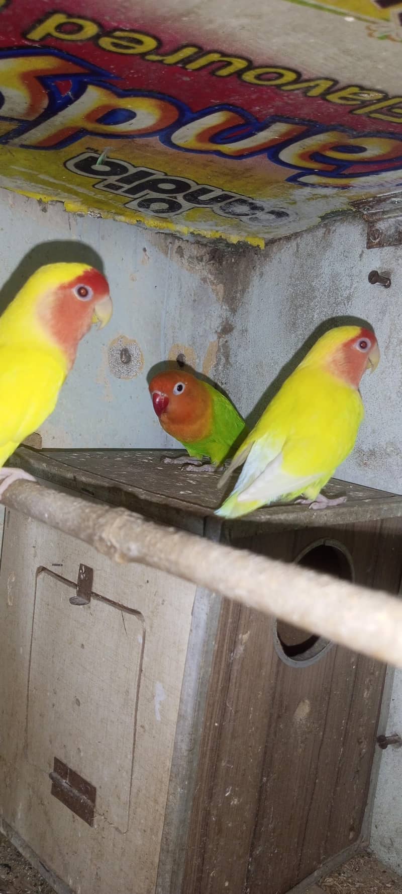 breeder pair 0
