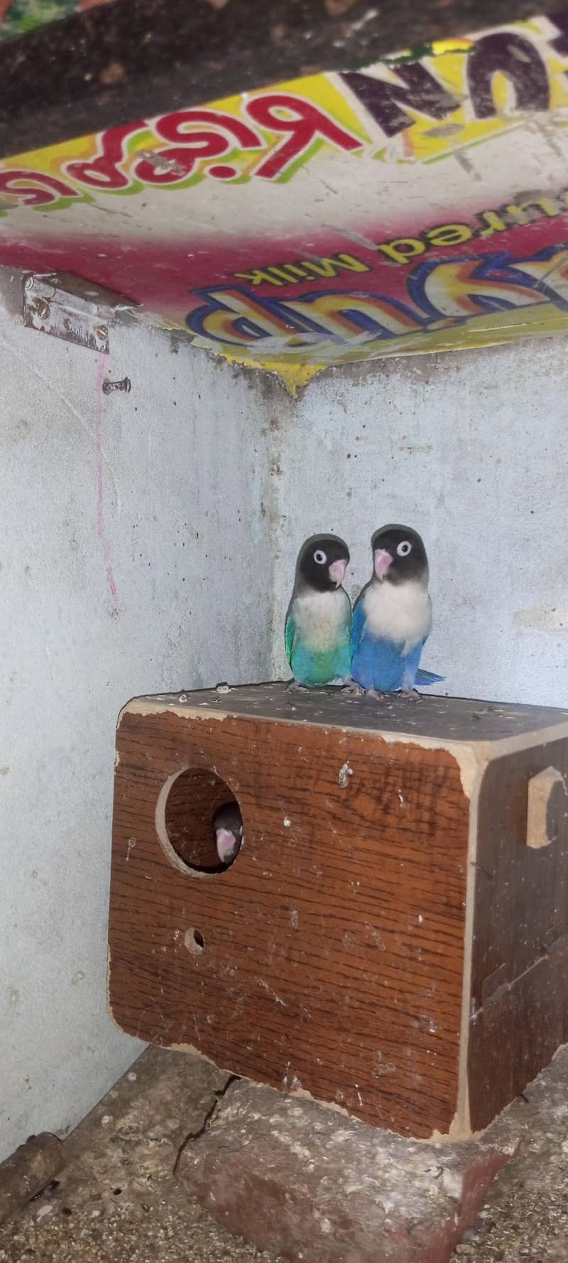 breeder pair 1