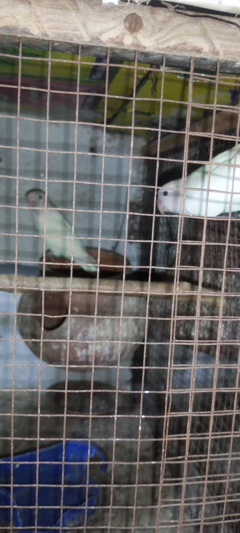 breeder pair 2