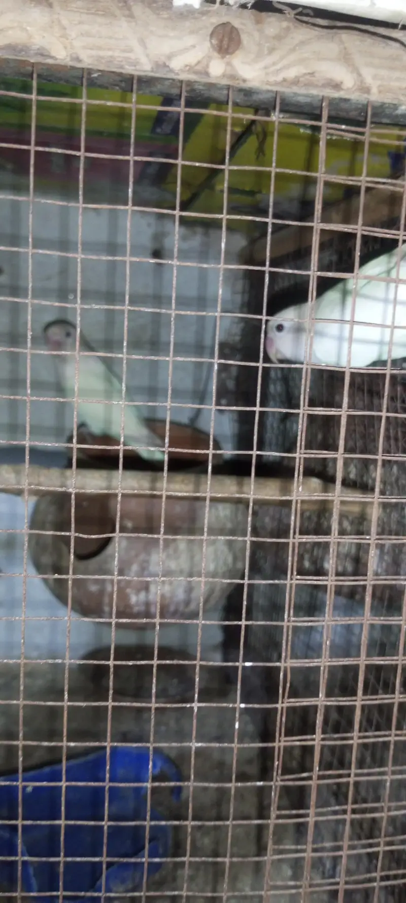 breeder pair — photo 3