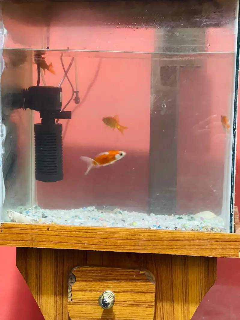 aquarium — photo 5