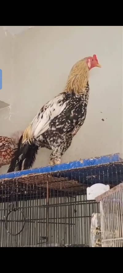 Murgha murgee