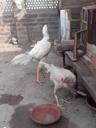 Shamo male