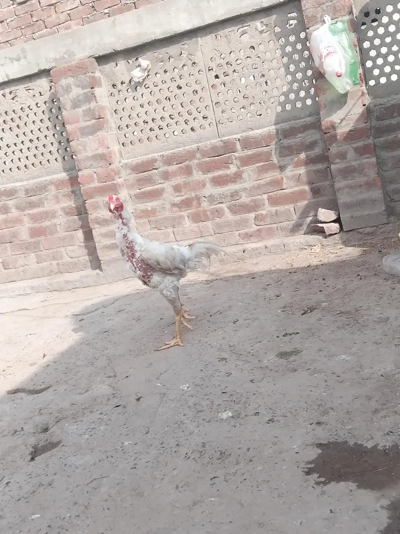 Shamo male — photo 3