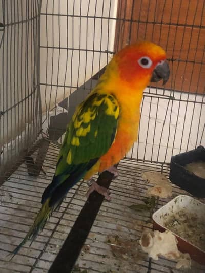 sun conure
