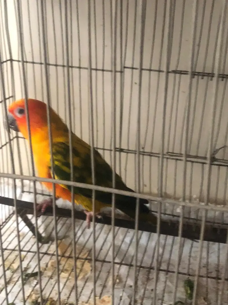sun conure — photo 2