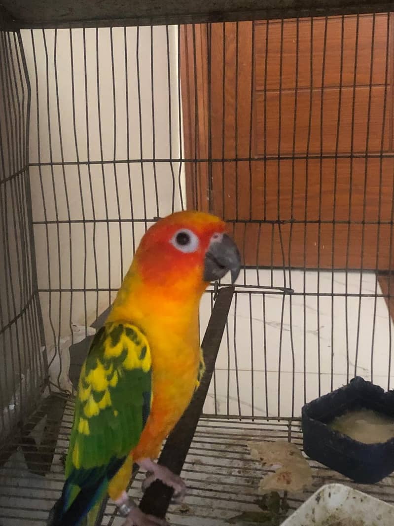 sun conure 2