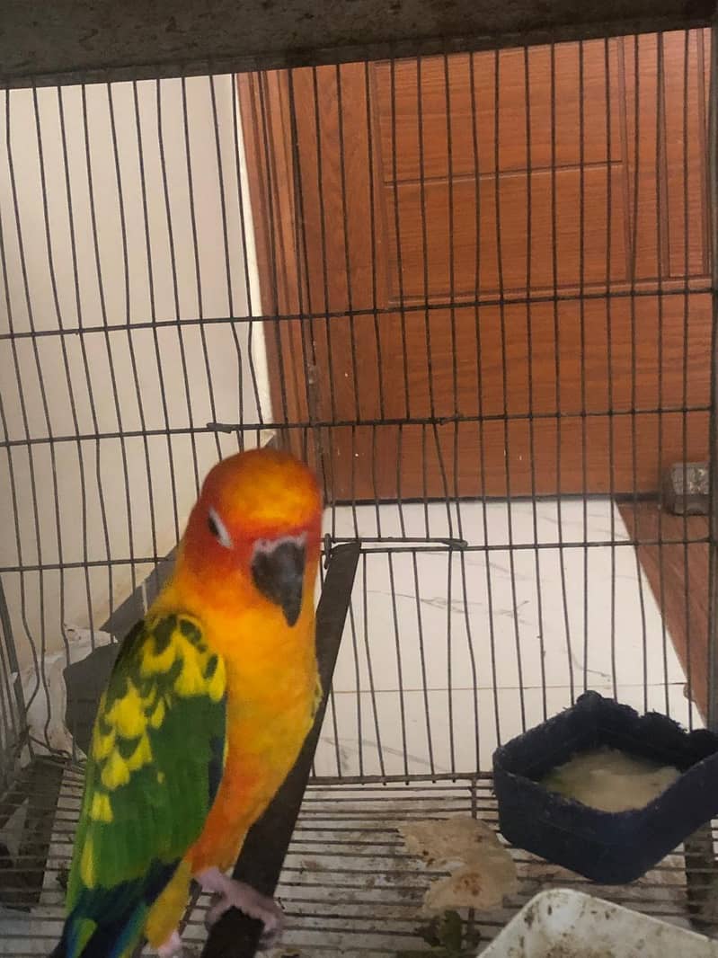 sun conure 3