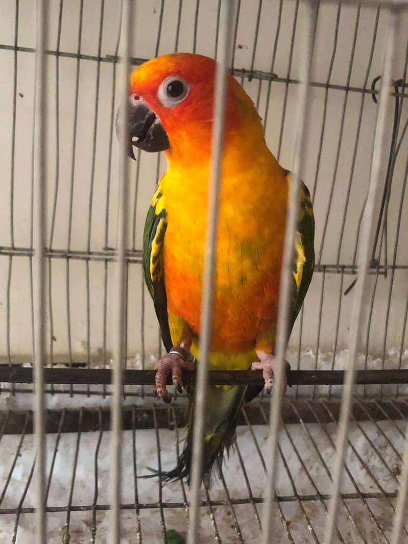 sun conure 4