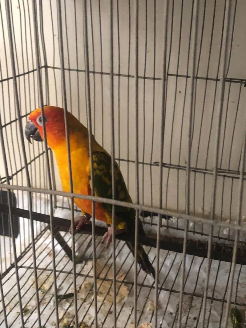 sun conure 5