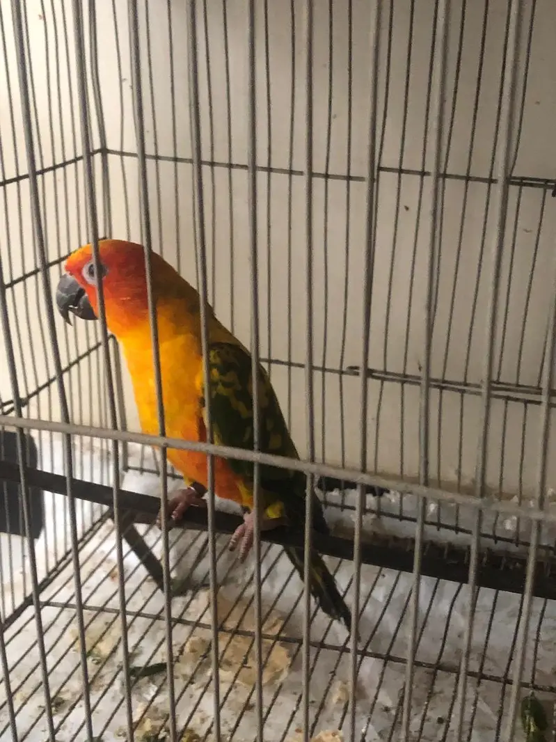 sun conure — photo 6