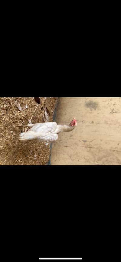 1 Heera female 1 brown female  Andey de rhi he