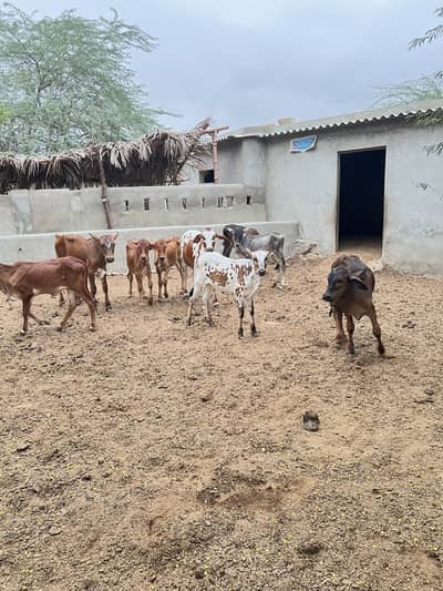 Cholistani cross calves