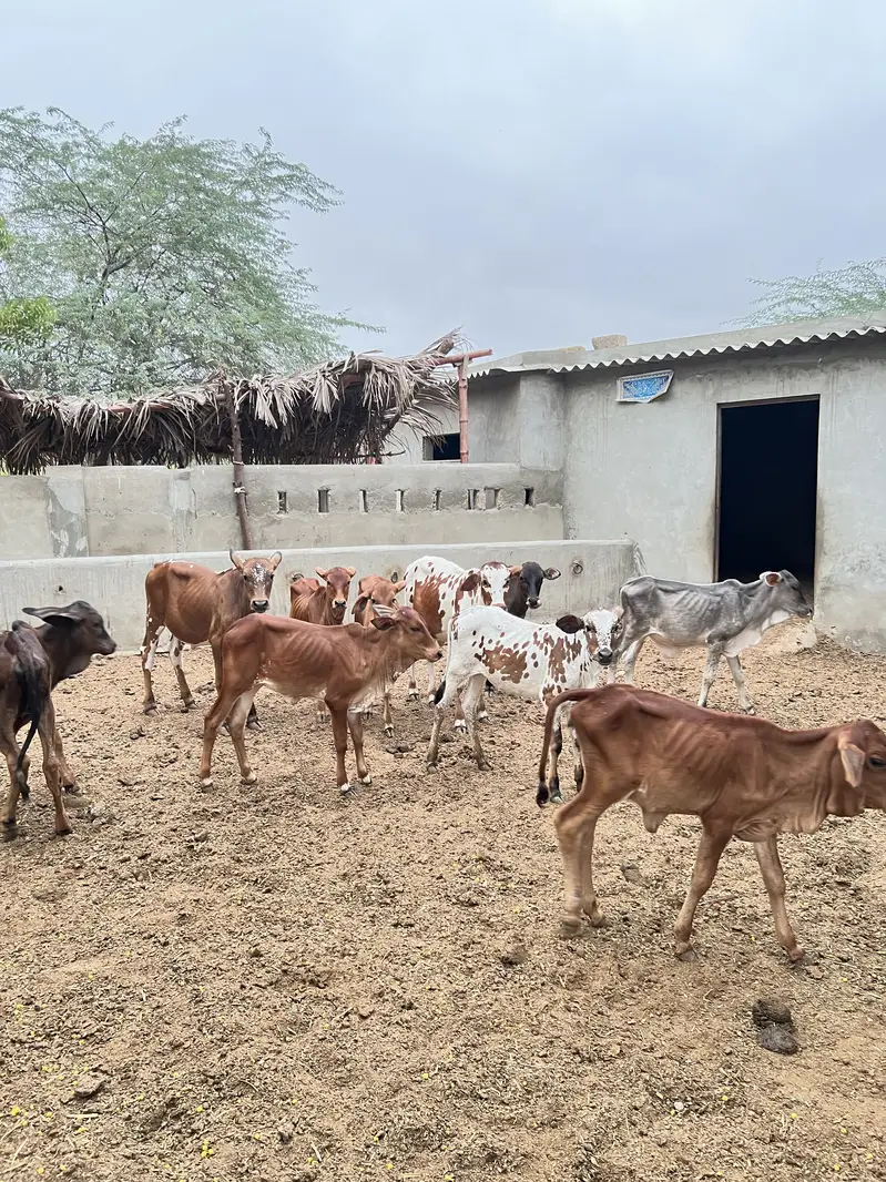 Cholistani cross calves — photo 2
