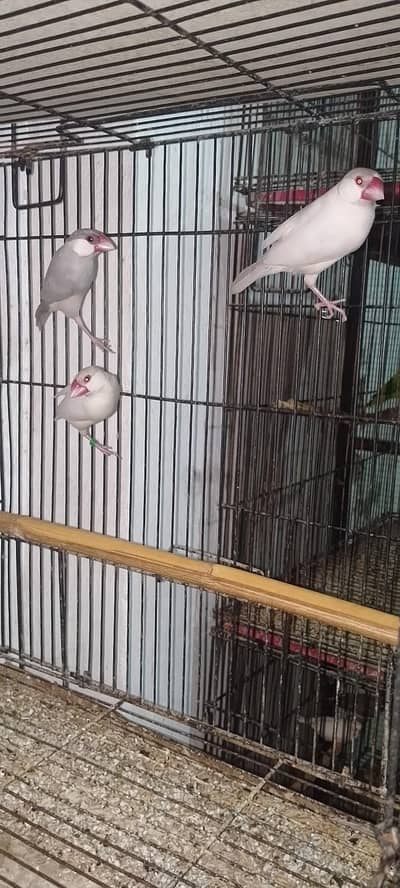 Opal jawa & Exhibition Finchs looking for new shelter