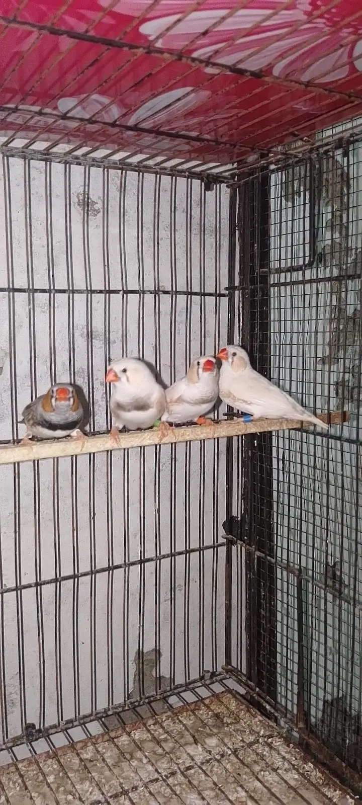 Opal jawa & Exhibition Finchs looking for new shelter — photo 3