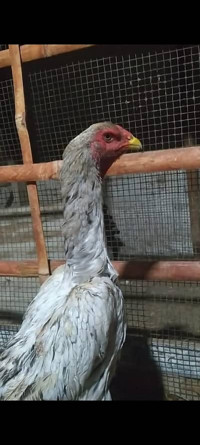 German shamo female cont 03462018510 whatsapp pa rabta kra