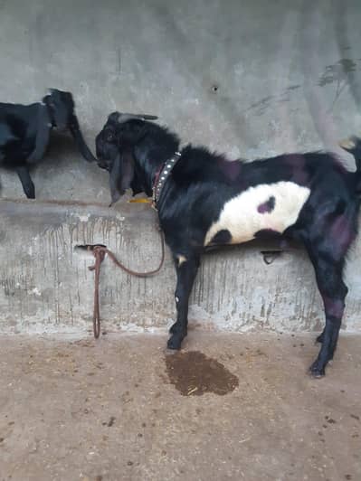Healthy Male Goats for Sale