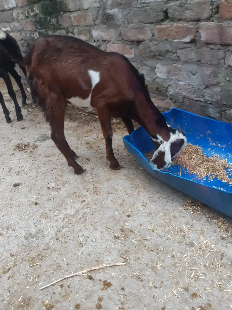Healthy Male Goats for Sale — photo 2