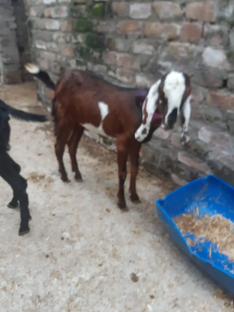 Healthy Male Goats for Sale — photo 3