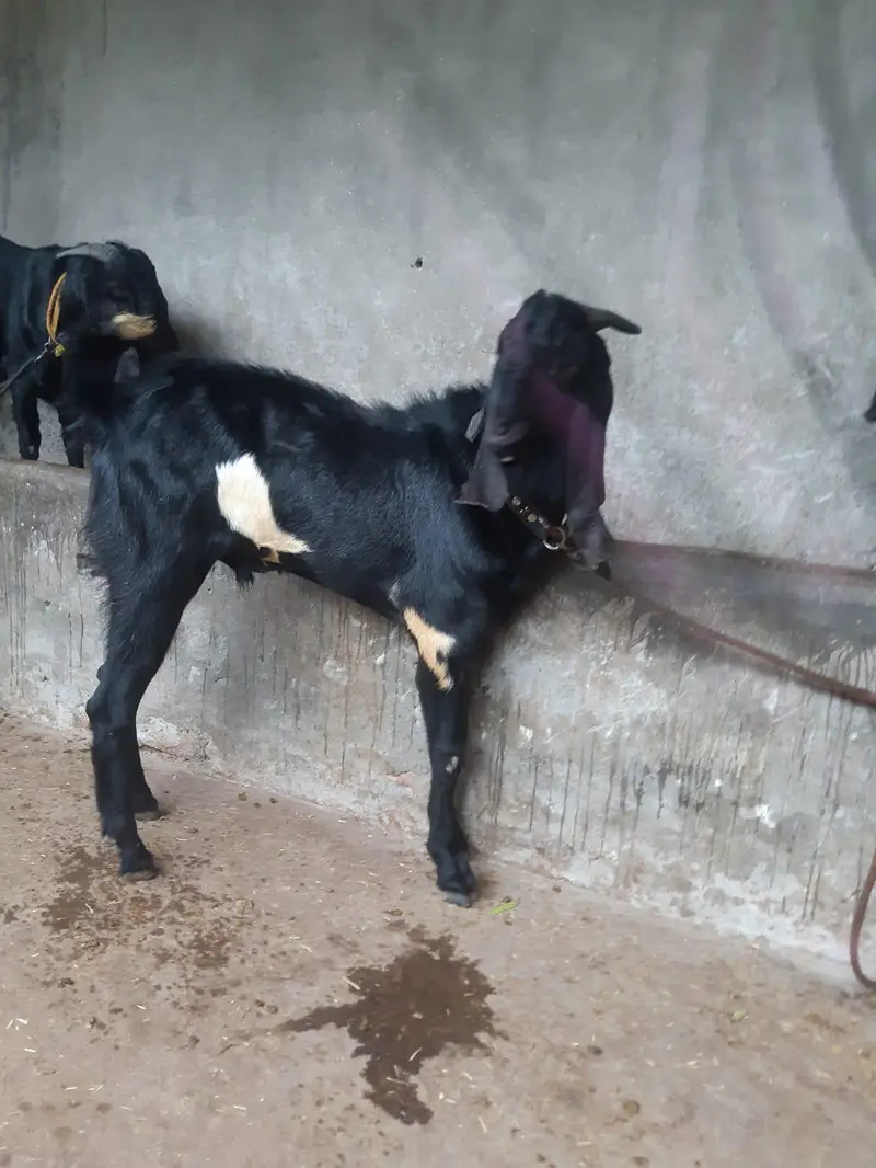 Healthy Male Goats for Sale — photo 4