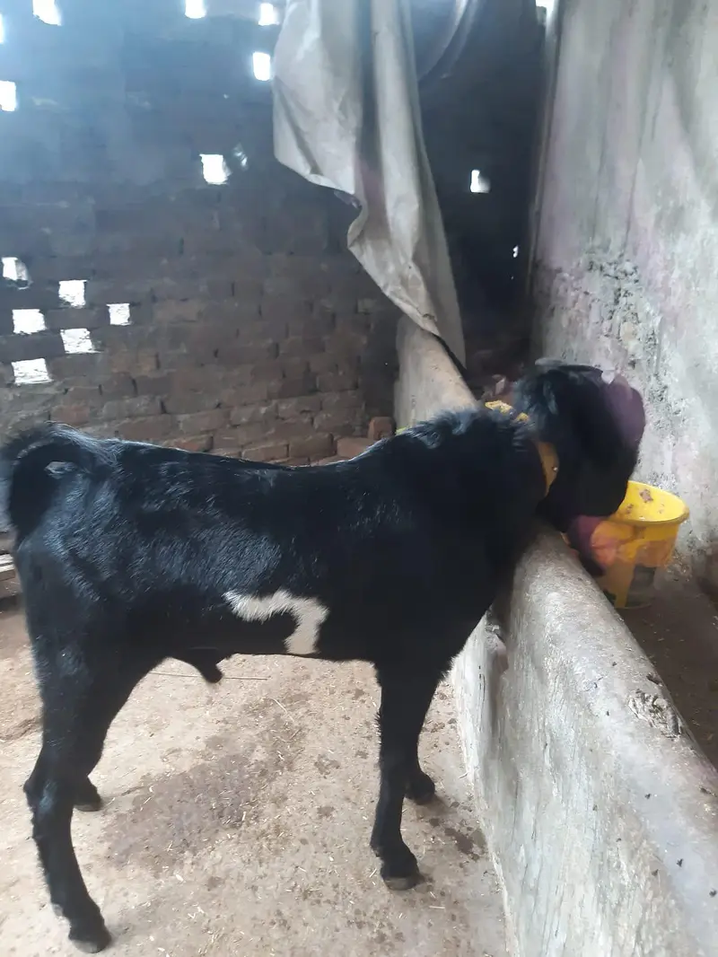 Healthy Male Goats for Sale — photo 6