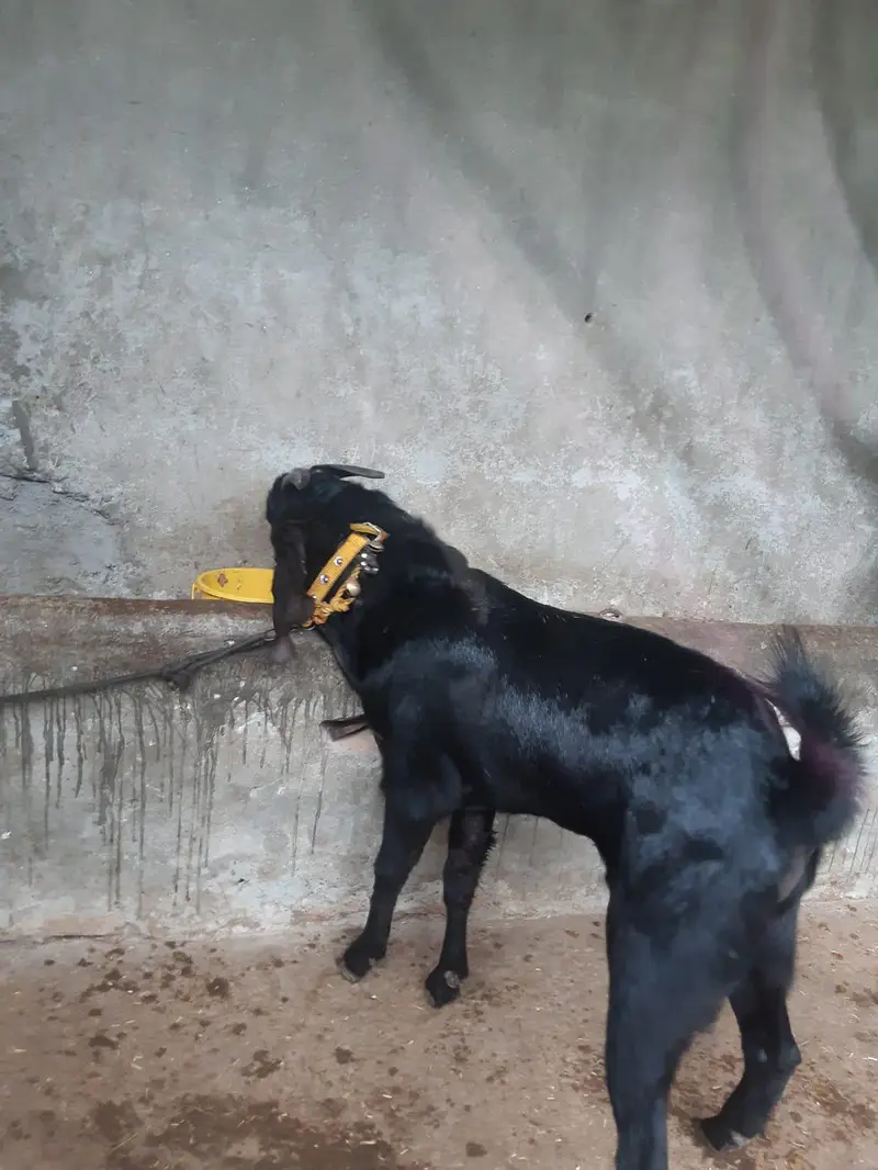 Healthy Male Goats for Sale — photo 7