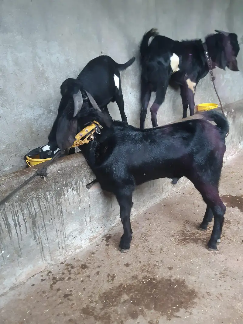 Healthy Male Goats for Sale — photo 8