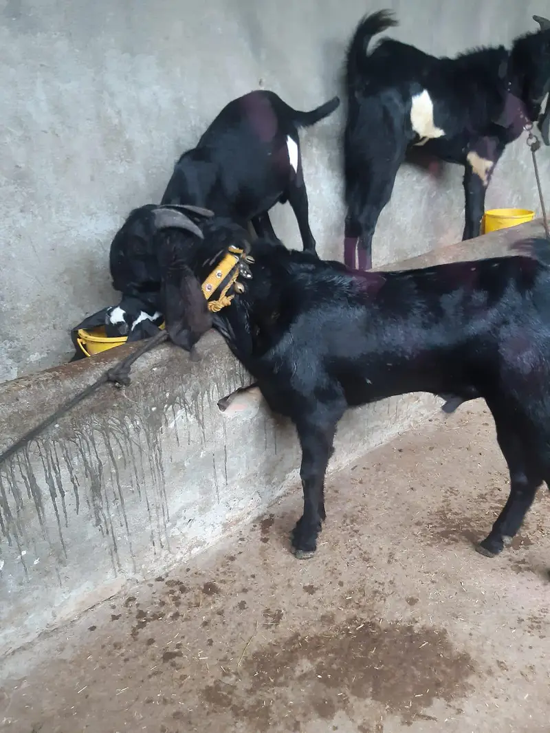 Healthy Male Goats for Sale — photo 9